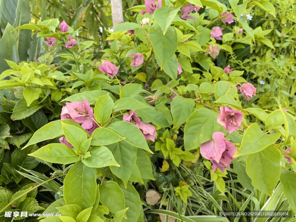 粉色三角梅花朵綻放于綠葉間
