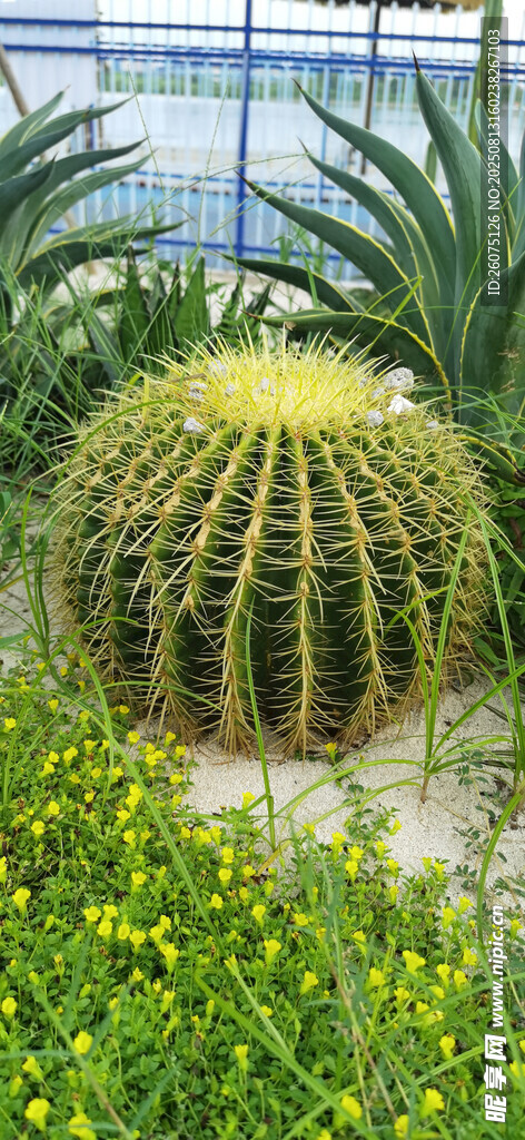 仙人球與綠植景觀