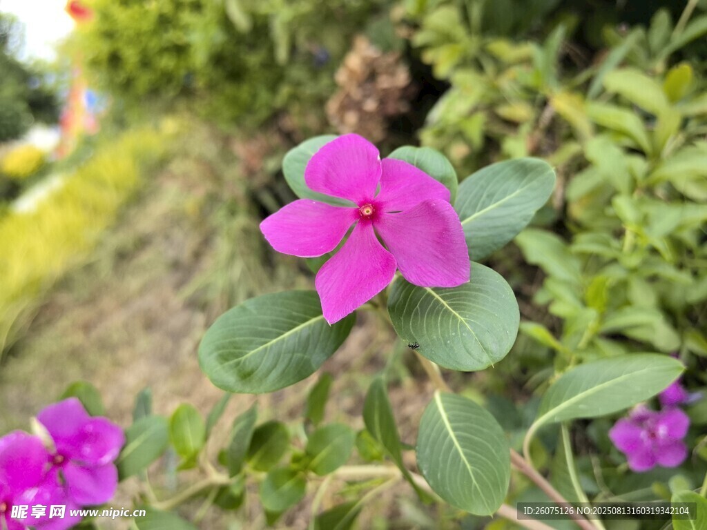 嬌艷紫花綻放于綠葉間