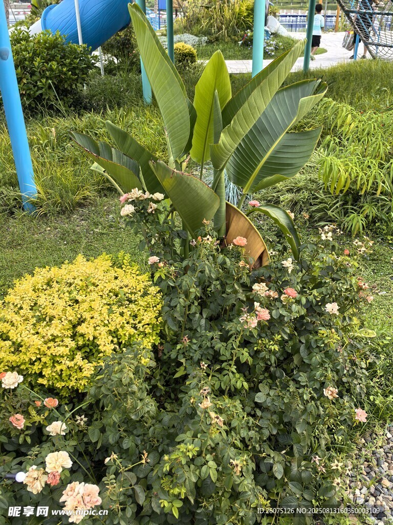 花園綠植景觀一角超美仙境
