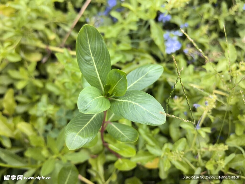 嫩綠葉片植物特寫