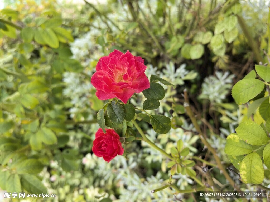 嬌艷紅玫瑰綻放于綠葉間