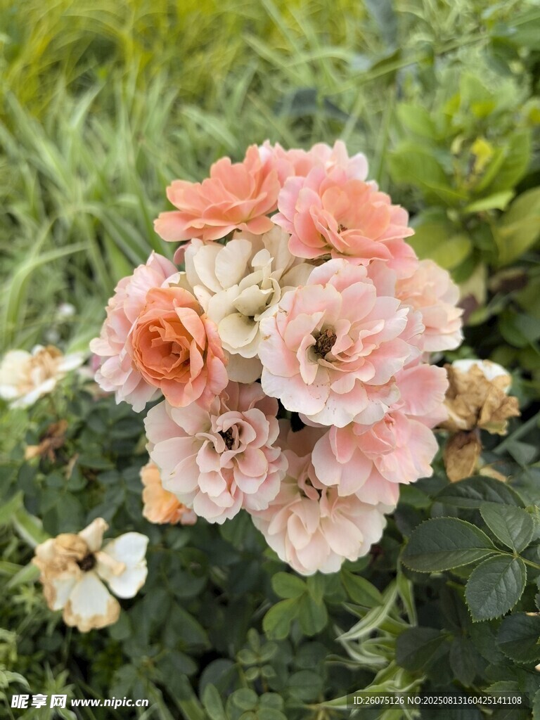 粉色柔美花卉綻放畫面