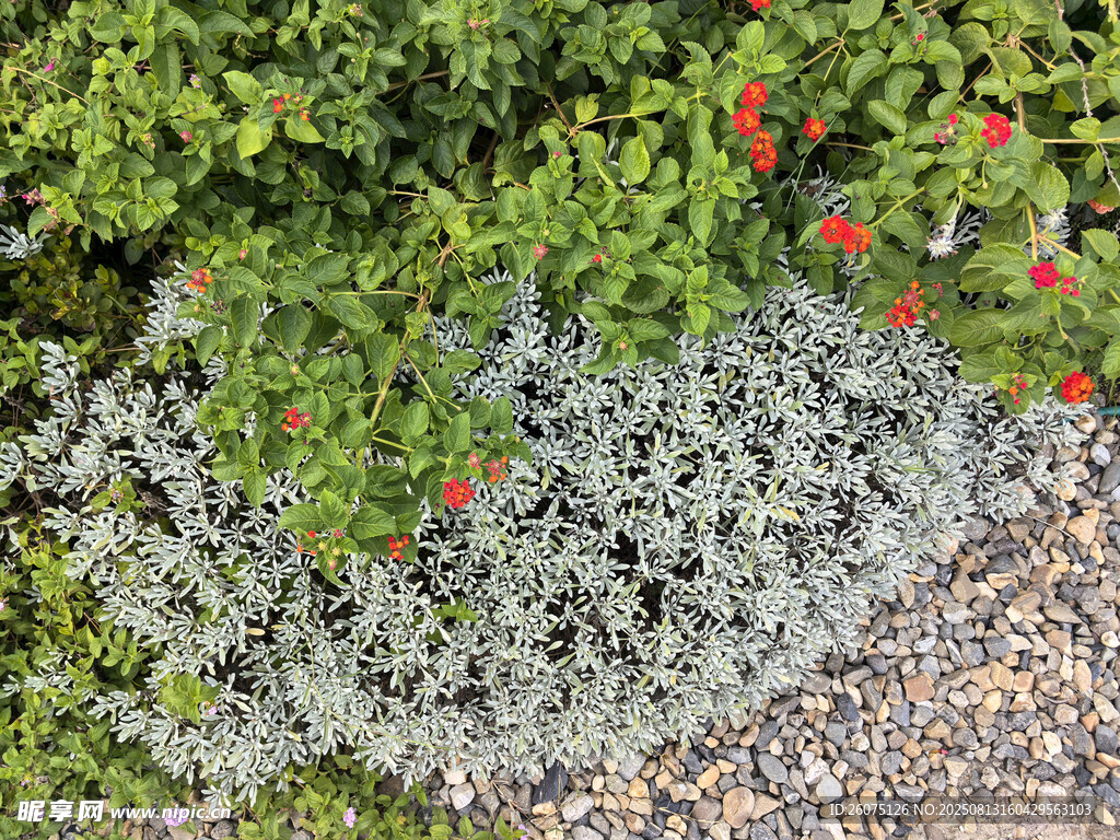 綠葉間的灰白植物與紅花