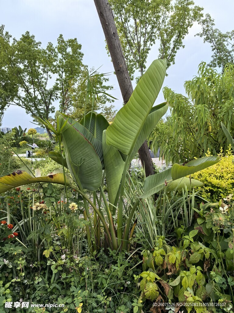 茂盛綠植中的高大植物