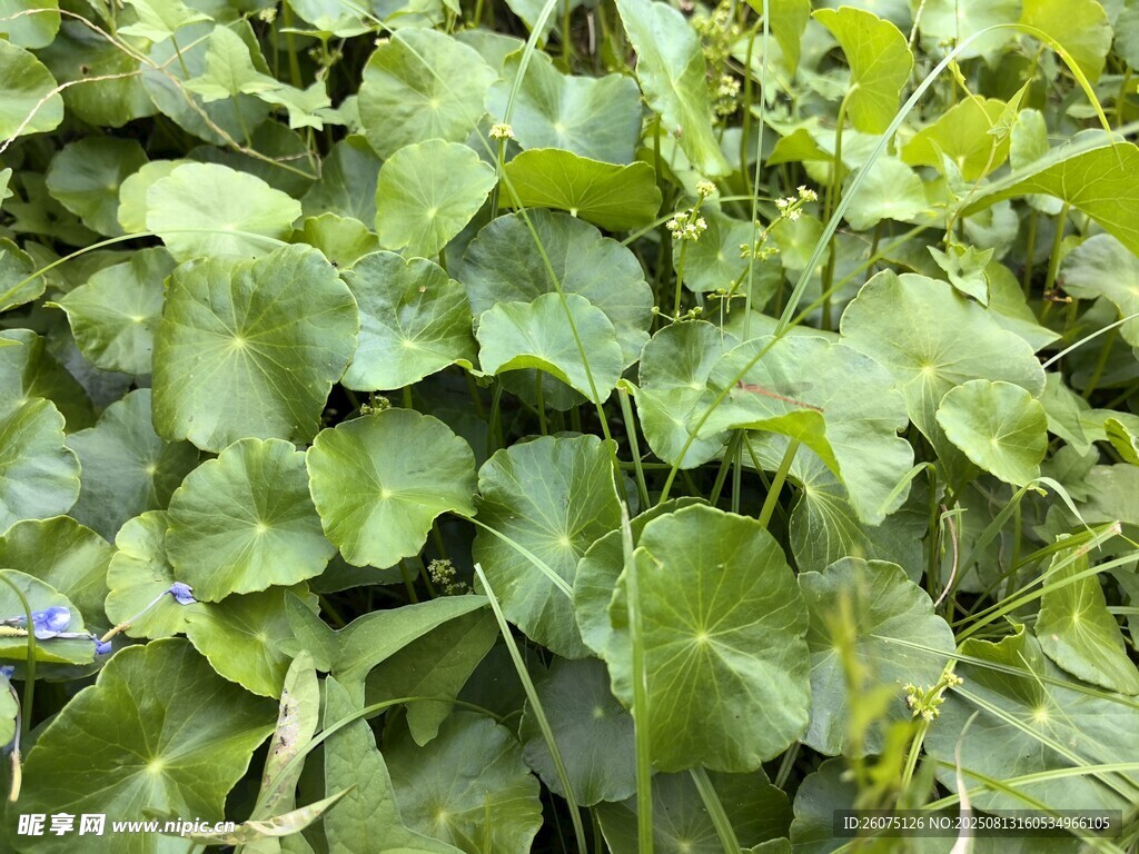 翠綠繁茂的圓葉綠葉植物特寫