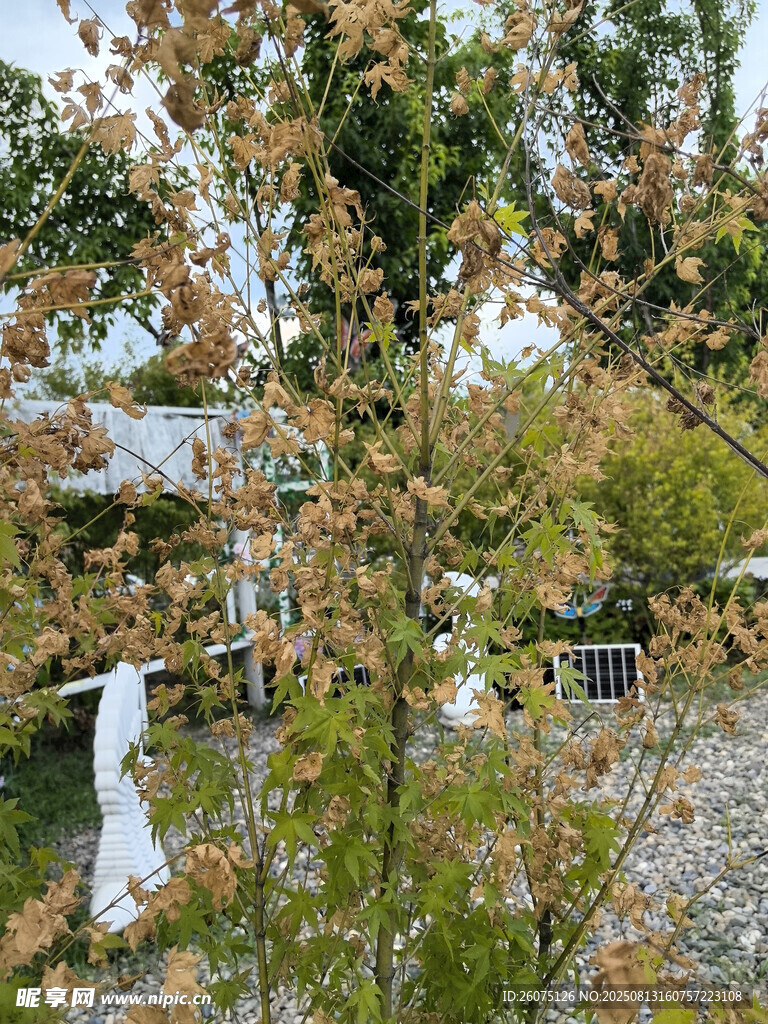 秋日?qǐng)@林景致