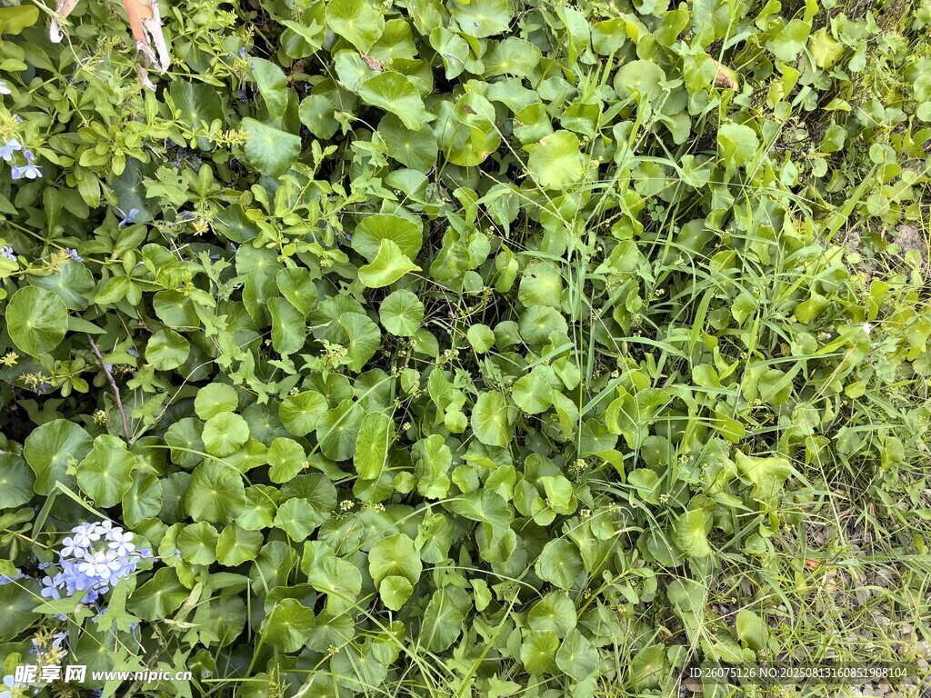 翠綠繁茂的圓葉爬藤植物景觀