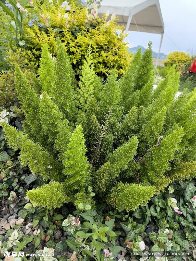 翠綠蕨類植物生機盎然
