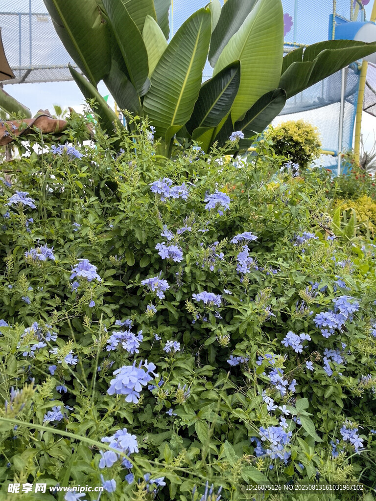 藍(lán)花綠植景觀