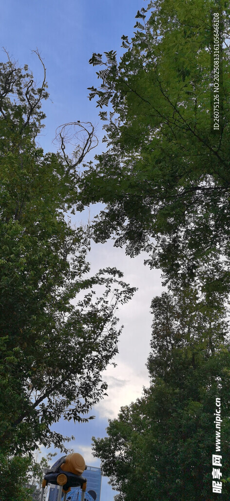 仰拍枝葉間的天空景象