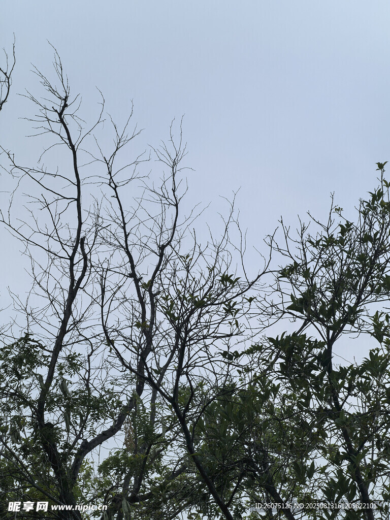 仰望枝頭與樹木景觀