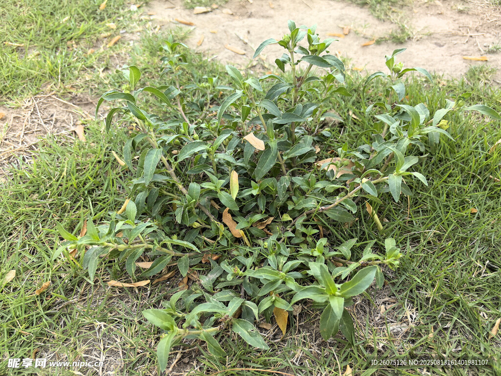 地面生長的綠色植物