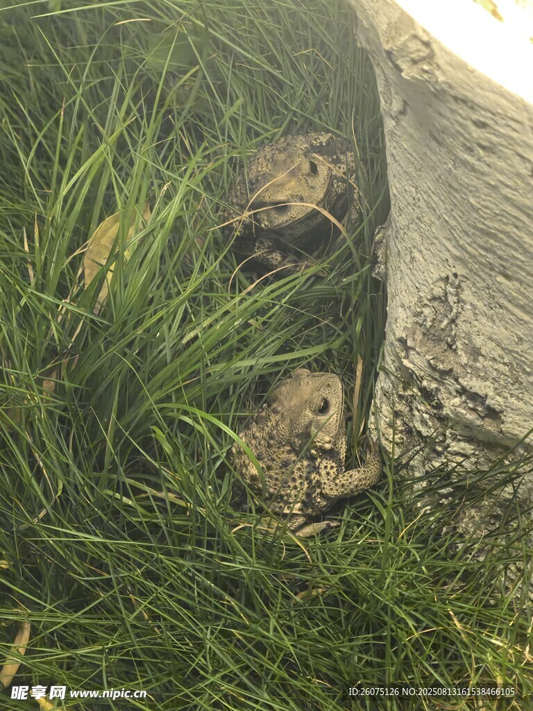 草叢中的兩只蟾蜍 