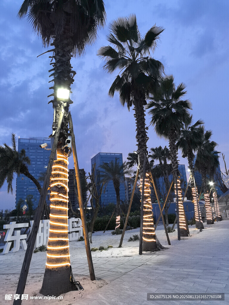 海濱夜景下排列整齊的棕櫚樹景觀