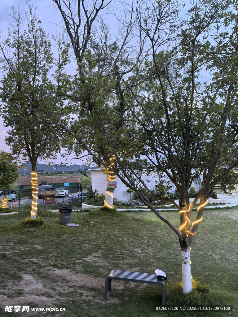 公園夜景中的樹木與長(zhǎng)椅