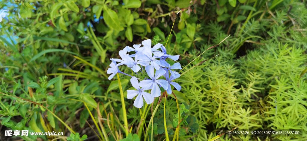 藍花綻放于蔥郁綠植間