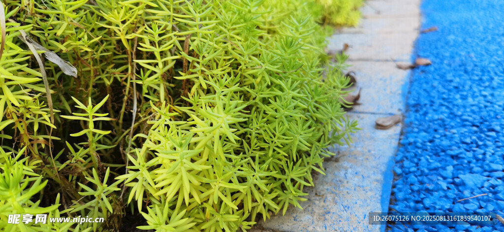 繁茂植物景觀