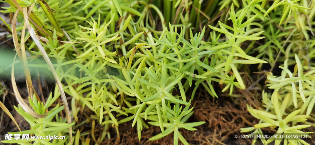 嫩綠植物特寫