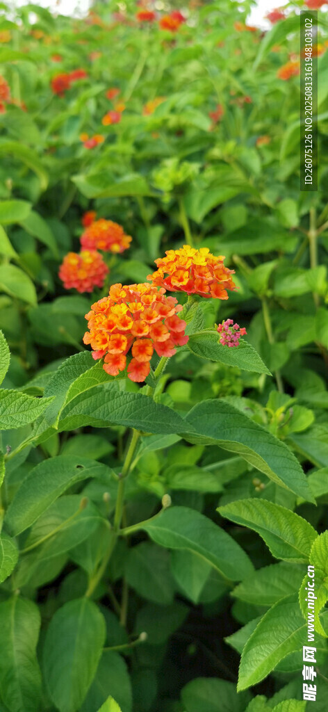 鮮艷橘色馬纓丹花朵綻放綠葉間