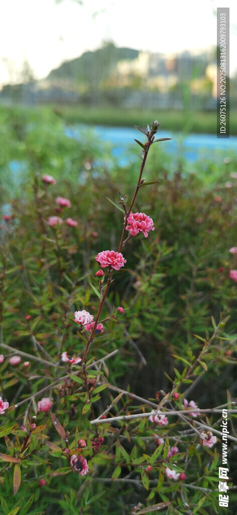 戶外綻放的粉色花朵
