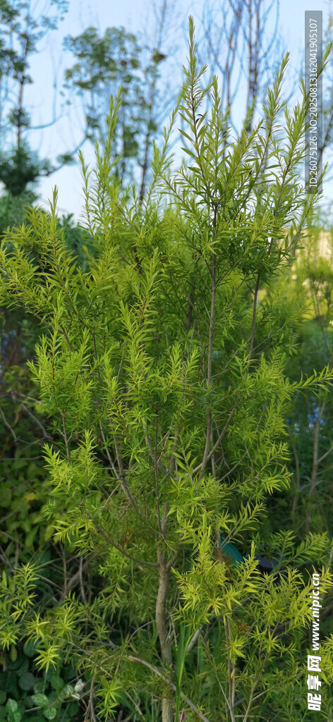 翠綠挺拔的針葉樹(shù)木景觀