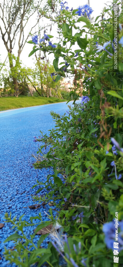 藍(lán)色地面路邊的美麗綠植景觀