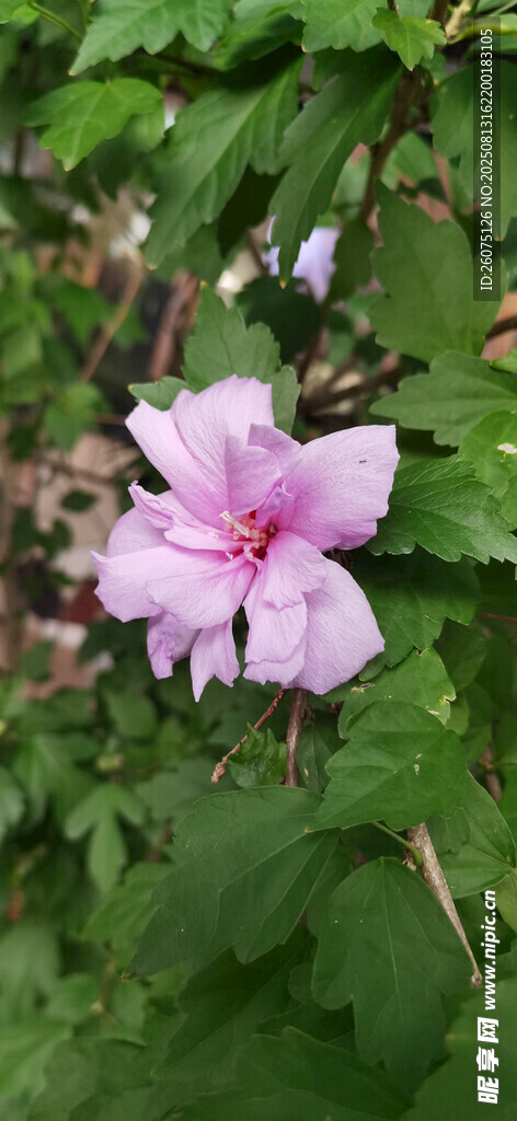 嬌艷木槿花綻放于綠葉間