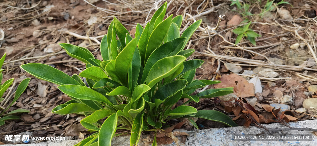翠綠植物生長于地面