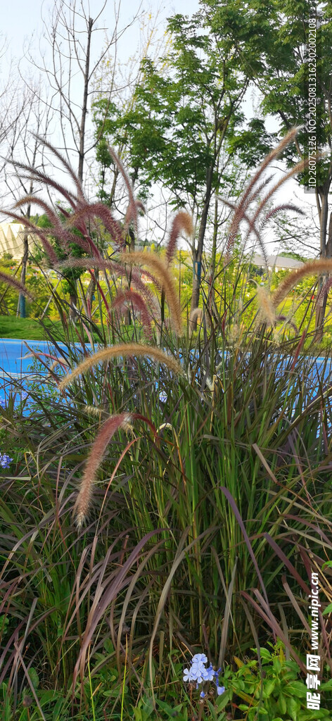 戶外綠植景觀