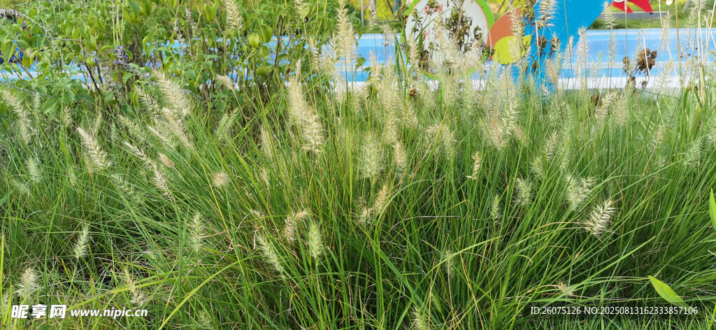 公園里搖曳的蒲葦