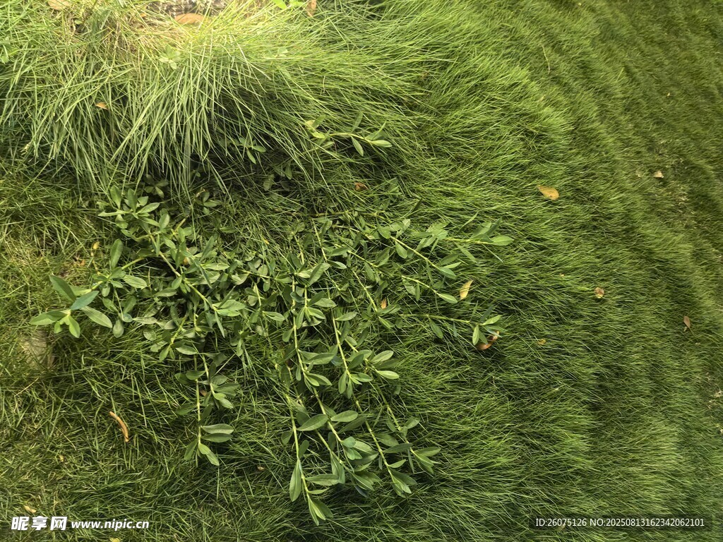 翠綠草叢中的蓬勃植物