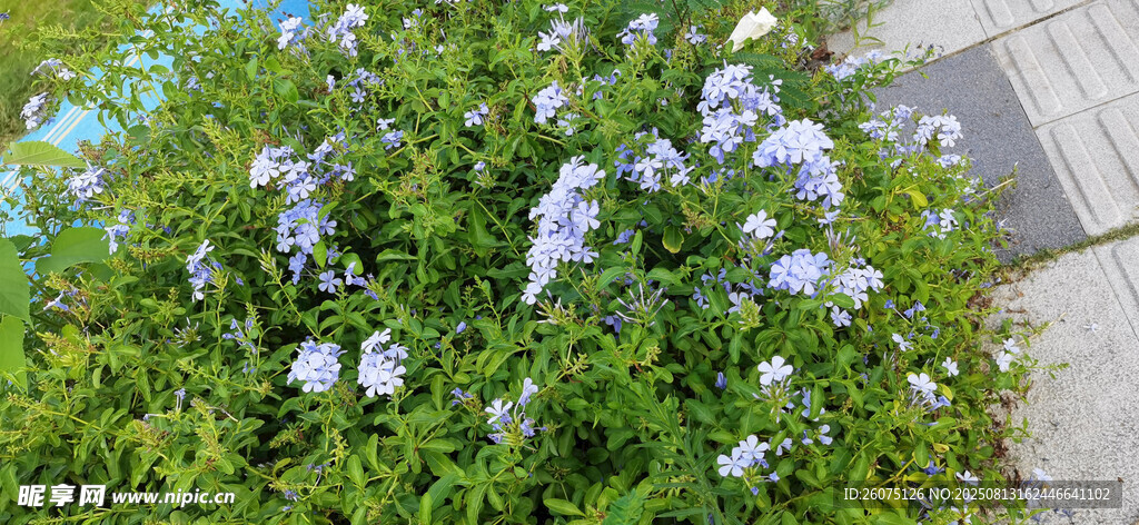 藍(lán)花綠植綻放于路邊