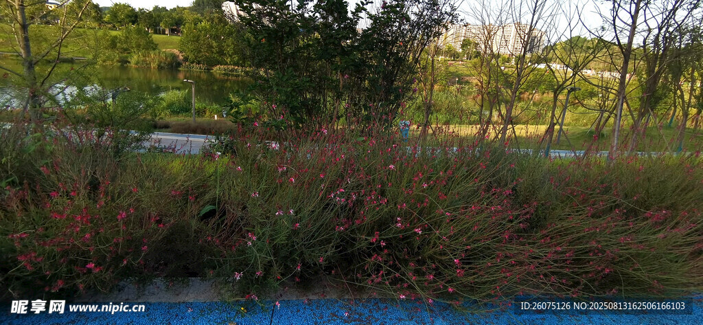 夕陽下河畔綠植景觀