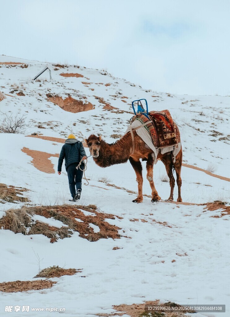 雪地上的人與駱駝