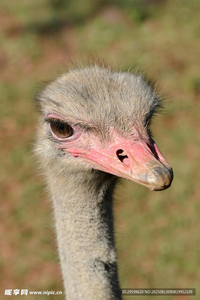 鴕鳥頭部特寫