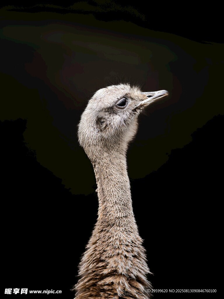 抬頭的鴕鳥