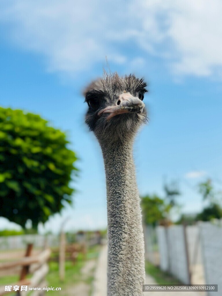 呆萌鴕鳥特寫
