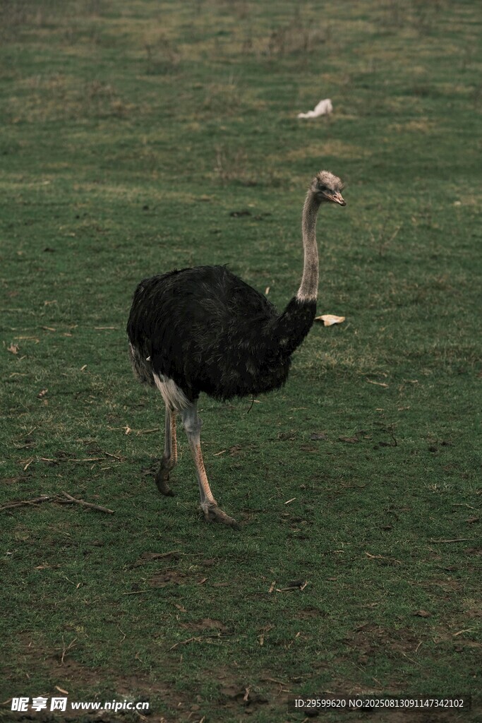 草原上獨行的鴕鳥
