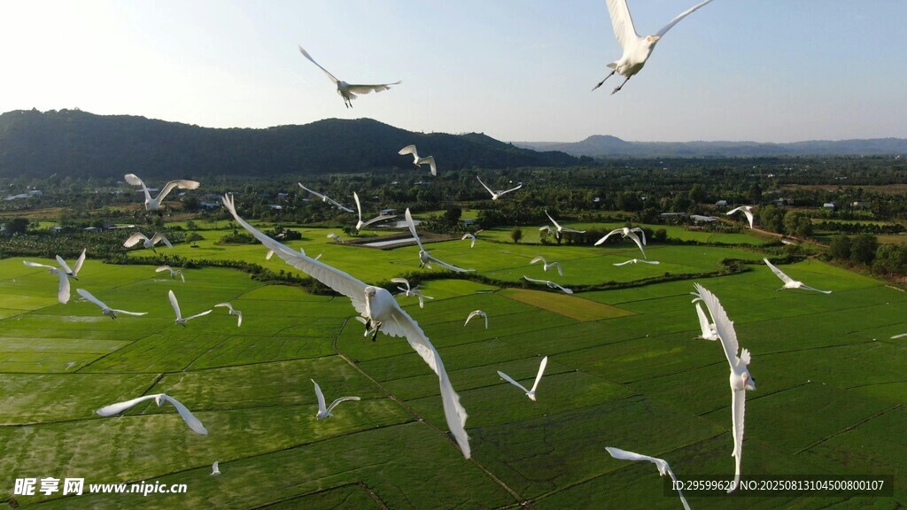 草原上空群鳥翱翔