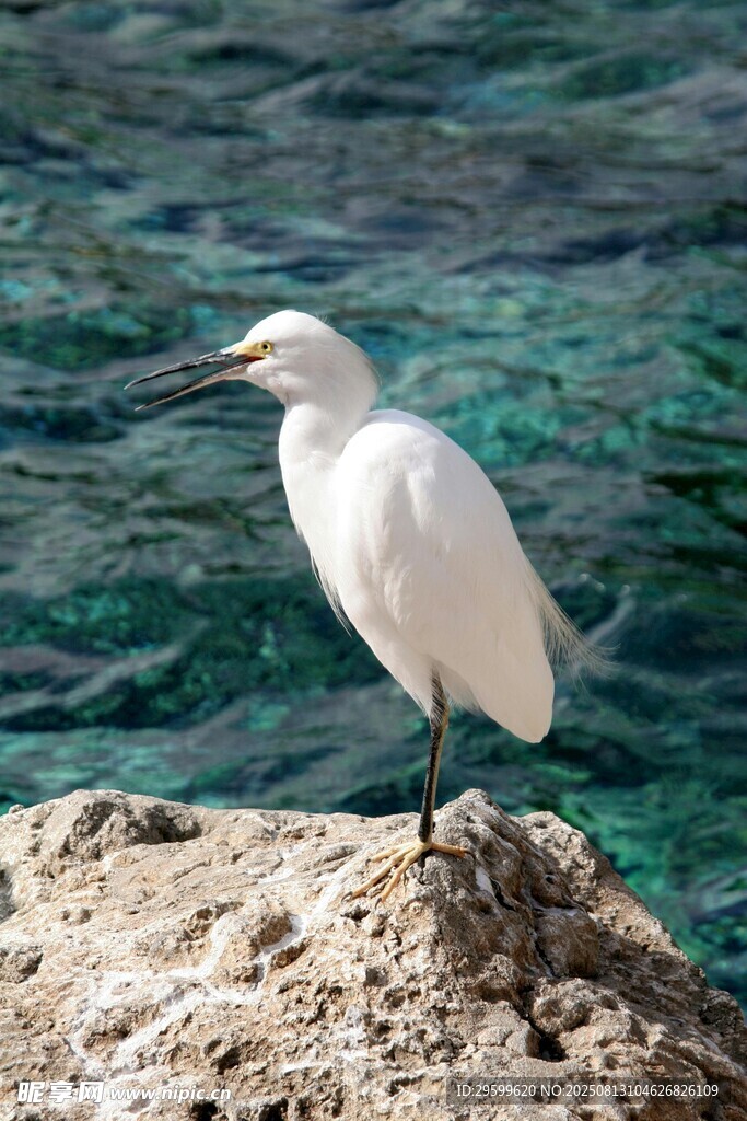 礁石上的白色海鳥