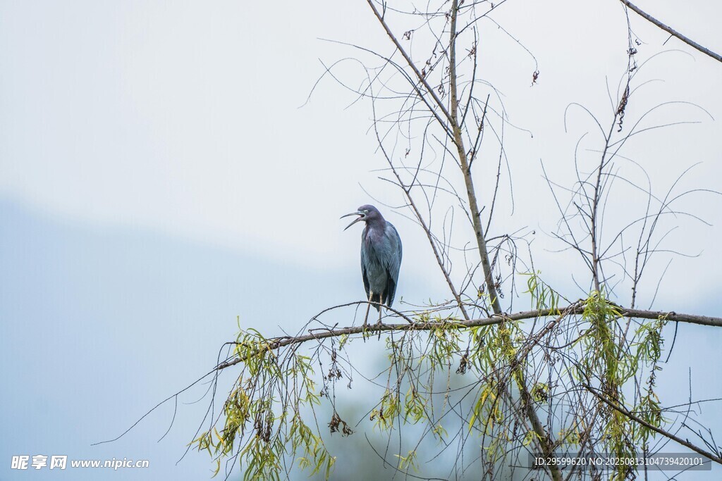 枝頭靜立的鳥