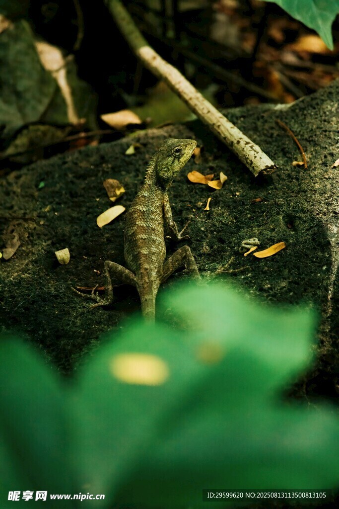 林間落葉與綠植的自然景象