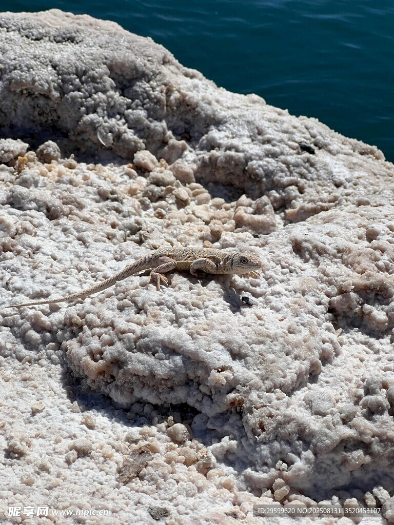 海邊嶙峋巖石特寫