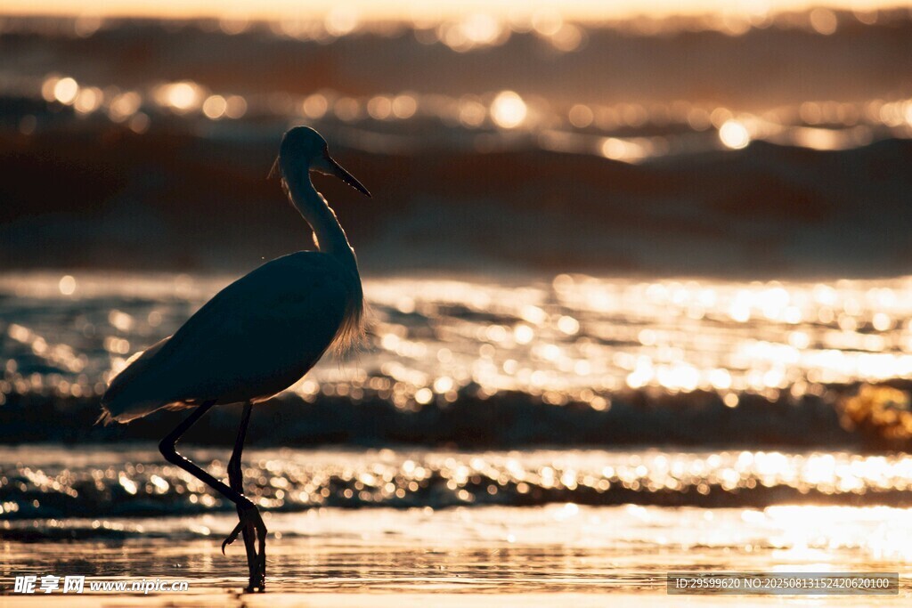 夕陽下的水邊鷺鳥