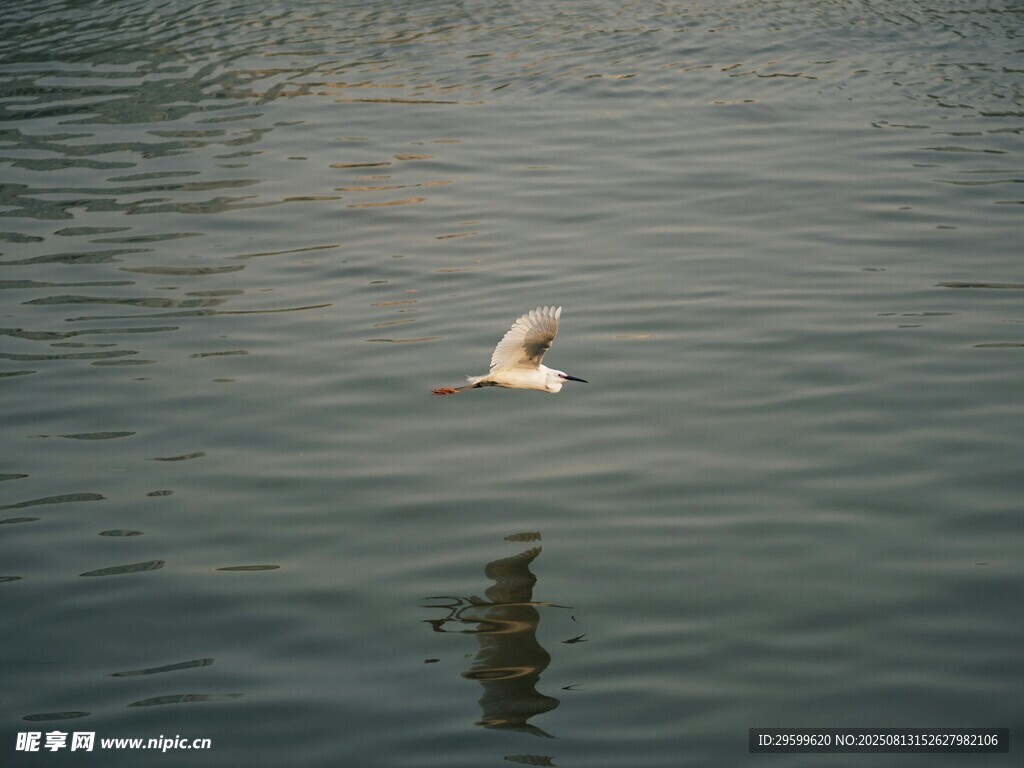 水面上飛翔的白色鳥(niǎo)兒
