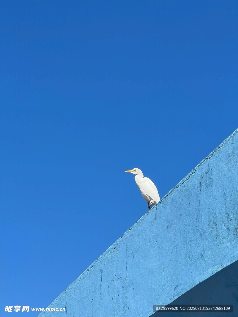 屋頂上的白鳥(niǎo)