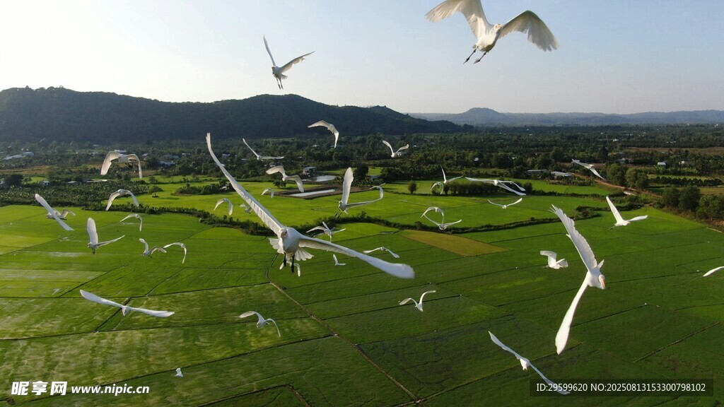 綠野上群鳥紛飛的美景