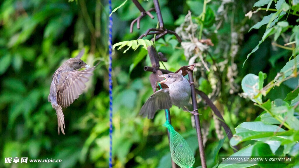 枝頭雙鳥棲于綠葉間