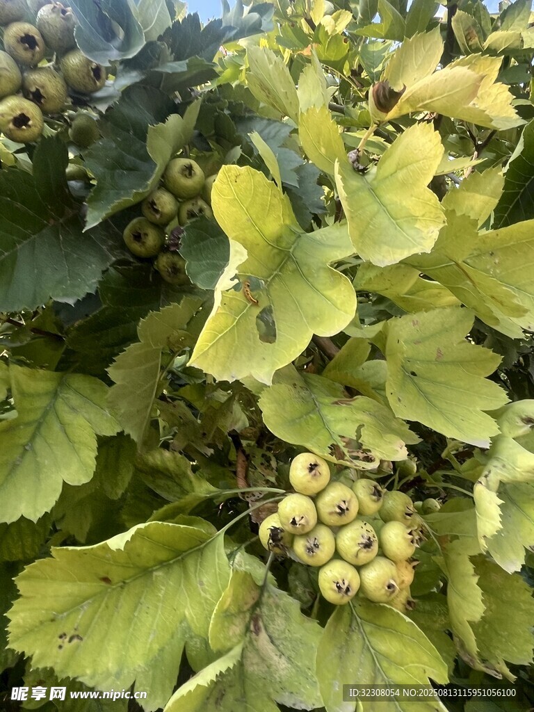 綠葉間的青澀果實(shí)